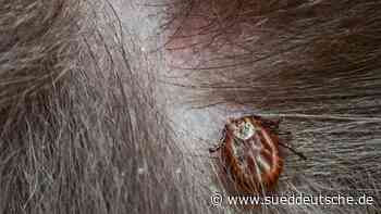 Gesundheit - Forst (Lausitz) - Hunde durch Zecken gestorben - Gesundheit - Süddeutsche Zeitung - SZ.de