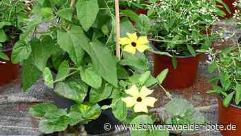 Anzeige: 50 verschiedenen Beet- und Balkonpflanzen aus eigener Zucht