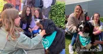 Knuffelhonden nemen examenstress even weg bij studenten Hogeschool Odisee Dilbeek: “Deze vibe is ideaal om aan de blokperiode te beginnen” - Het Laatste Nieuws