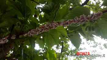 Attenzione all'insetto asiatico che sta infestando le piante di Monza - MonzaToday
