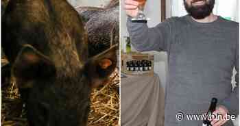 Menapische varkens smullen bierdraf van Brouwerij De Poes - Het Laatste Nieuws