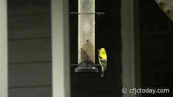 Kamloops residents asked to take down bird feeders to combat bird flu outbreak - CFJC Today Kamloops