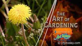Art of Gardening — Dandelions; More Than Just a Weed! - CFJC Today Kamloops