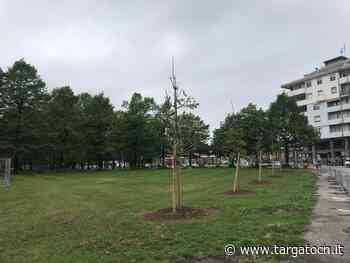 In via Avogadro a Cuneo si abbattono gli alberi per far posto alla pista clclabile - TargatoCn.it