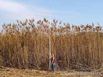 Citizen Scientist opportunity to report invasive phragmites - Belleville Intelligencer