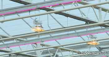 ‘They’ve doubled’: Costs spiking for southern Alberta greenhouse operators