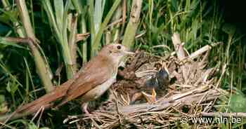 Vroegochtendwandeling in het Heidebos | Wachtebeke | hln.be - Het Laatste Nieuws