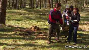 Bergwaldprojekt: Freiwilligendienst in der Nossentiner Heide - NDR.de