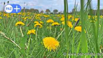 Peine: Ist Löwenzahn giftig oder nicht? Anke Weber klärt in "Mein Landleben" auf - Peiner Allgemeine Zeitung - PAZ-online.de