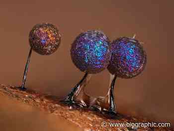 Undertakers of the Forest - bioGraphic