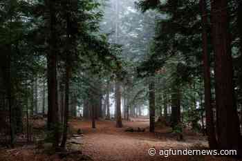 Pachama nets $55m Series B to make forest carbon markets accountable - AgFunderNews