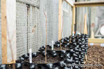 At Allen Farm, a Chestnut Forest Could Save Waterways - The Vineyard Gazette - Martha's Vineyard News