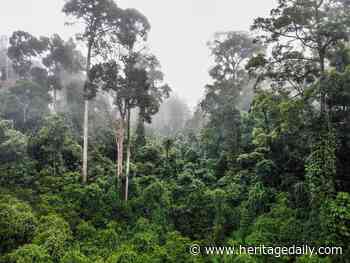 Researchers reveal landscape of prehistoric forest - HeritageDaily