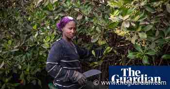 Stewards of the forest: the pioneering women's collective harvesting the Gambia's oysters - The Guardian