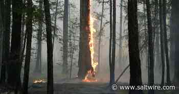 Vast forest losses in 2021 imperil global climate targets, report says - SaltWire NS