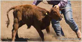 Opinion: Proposed rodeo in Langley flies in the face of community values | News - Daily Hive