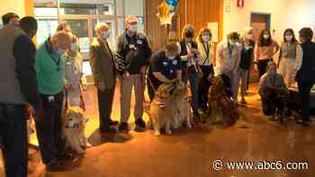 Rhode Island Hospital therapy dogs awarded for providing comfort to staff, patients - WLNE-TV (ABC6)
