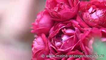 Diese Rosen sind besonders empfehlenswert