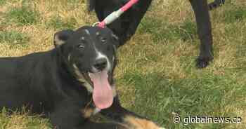 Lethbridge Animal Shelter seeing more surrenders, fewer adoptions