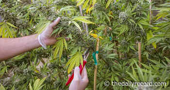 Medical marijuana panel lacks administrative review, MD court says - Maryland Daily Record