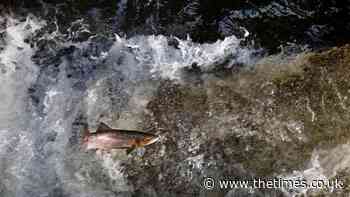 Tree-planting along rivers to save Scotland's wild salmon - The Times