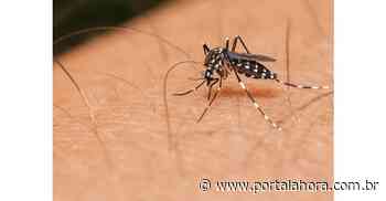 Nova campanha contra o mosquito da dengue é lançada em Imbituba; último relatório apontava 40 focos na cidade - Portal AHora