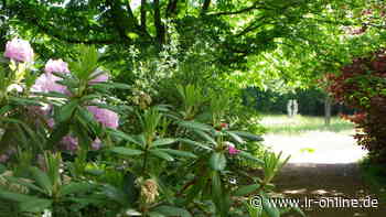 Stadtpark Guben: Warum ein Ehepaar am 8. April einen Baum pflanzen will - Lausitzer Rundschau