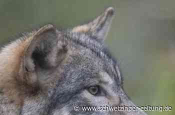 Ein Wolf in Philippsburg gesichtet? - Schwetzinger Zeitung