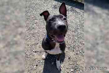 This Fall River Pit Bull Attacks Everyone With Love and Kisses [WET NOSE WEDNESDAY] - Fun 107