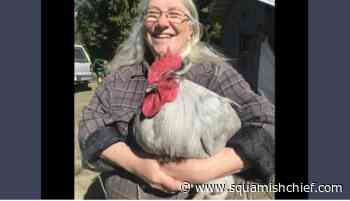 Burton, BC poultry farm lost birds due to avian flu - Squamish Chief