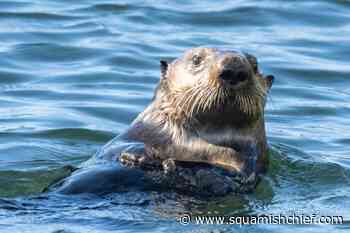 Check out this adorable sea otter spotted in Squamish - Squamish Chief