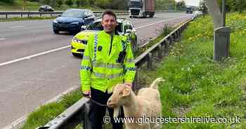 Goat found loose on the M5 just outside Gloucester - Gloucestershire Live
