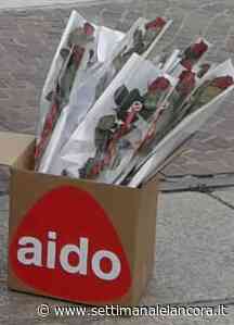 Le rose di Aido ad Acqui Terme e Strevi - L'Ancora