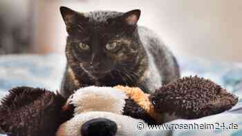 Wer bezahlt die Kastration streunender Katzen?