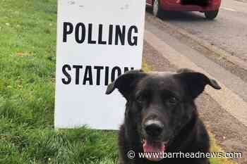 #DogsatPollingStations: Owners exercise their pets and democratic rights - Barrhead News