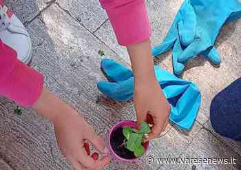 I piccoli alunni di Gallarate a scuola di giardinaggio, tra terra e girasoli - varesenews.it