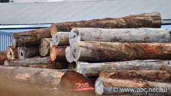 WA town 'devastated' as mill closes, jobs lost amid native forest logging ban