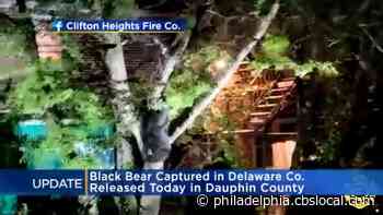 Black Bear Captured In Delaware County Released In Dauphin County - CBS Philly