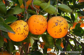 Seminario a Catania su “Agrumicoltura e Fitopatie” - La Voce dell'Isola - La Voce dell'Isola