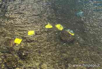 Fucili e pistole riemergono dal lago di Lecco: le armi erano nelle buste della spesa, si indaga - Fanpage.it