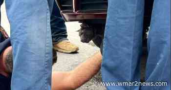 Cat stuck in car engine rescued by firefighters in Baltimore City - wmar2news.com