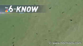 6 to Know: Florida Sheriff Warns of Danger With Shark-Infested Beach Video
