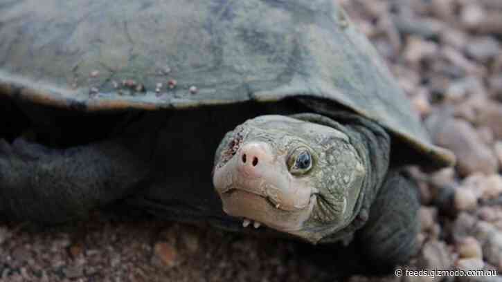 We Are Delighted to Inform You That Australia’s Bum-Breathing Irwin’s Turtle Is Back