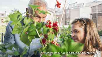 Obst für wenig Platz: Säulenobst wächst schmal nach oben