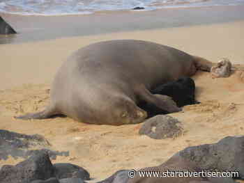 Monk seal population hits milestone, surpassing 1,500