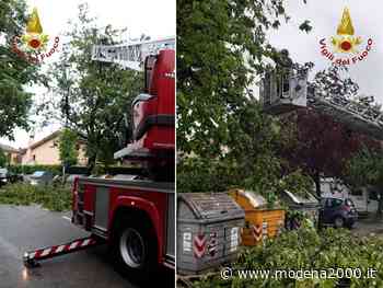 Modena, grosso ramo cade lungo via Cimone: viabilità bloccata - Modena 2000