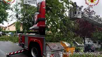 Vento forte a Modena: grosso ramo cade in strada, viabilità interrotta - ModenaToday