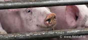 Fleisch-Test: Über ein Drittel keimbelastet