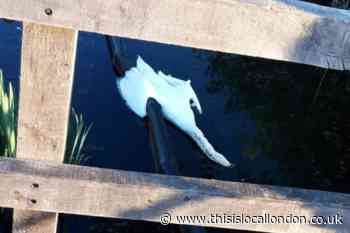 Southmere Lake: Series of deadly attacks against wildlife