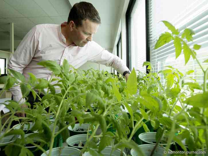 Growing Things: Big trouble for little tomatoes